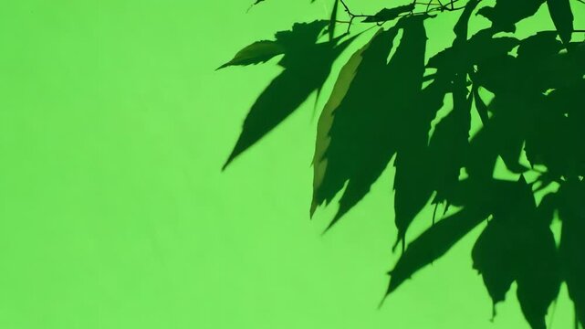 Black shadows tree leaves branch against green backdrop. Chroma key background. Wind blows gently and sways the silhouette of leaf bush on side of screen. Tranquility of nature. Eco-friendly project.
