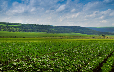 young plants, lines of sunflower sprouts in the field, beautiful sky with clouds