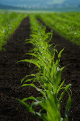 Green small corn sprouts in row of cultivated agricultural field, low angle view. Selective focus.