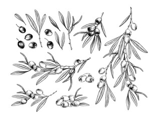 Olive branch with berries set of hand drawn illustrations. Botanical Engraving for oil, vintage elements for design. Vector.