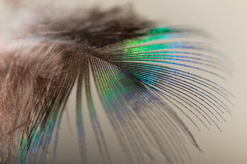 plume de paon