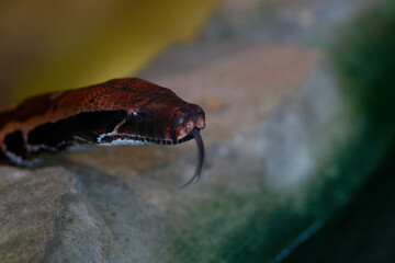 Boa constrictor
