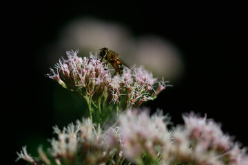 insecte pollinisateur