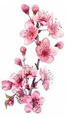 Fototapeta premium neat watercolor illustration of cherry blossom flower on white background.