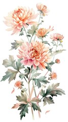 neat watercolor illustration of Chrysanthemum on white background.