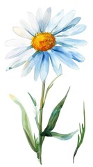neat watercolor illustration of daisy flower on white background.