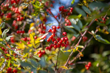 Fototapeta premium A rosehip bush with beautiful bright red fruits on a clear sunny day. Flora floristry landscaping plants flowers.