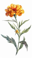 neat watercolor illustration of Marigold on white background.