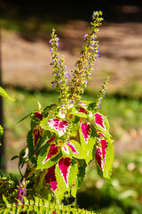 Coleus plant, nettle (lat. Coleus) blooming with beautiful red-green leaves on a green background. Flora plants flowers.