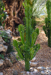 Euphorbia tr&iacute;gona (Latin Euphorbia tr&iacute;gona) is green in color with spines on a green background on a clear sunny day. Flora of plants and flowers.