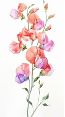 Fototapeta premium neat watercolor illustration of sweet pea flower on white background.