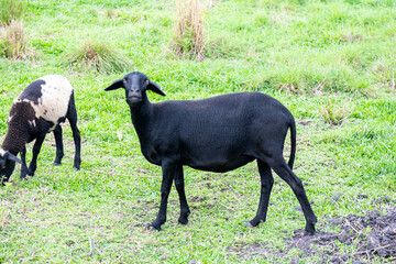 Obraz premium Black sheep of the family grazing grass
