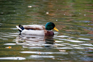 Erpel der Stockente schwimmt schnell auf bewegtem Wasser