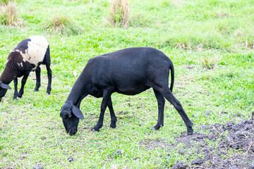 Black sheep of the family grazing grass