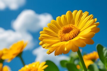 Obraz premium Close-up of a Bright Yellow Daisy Against a Blue Sky