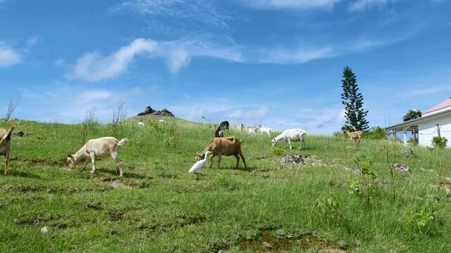Goats grazing on a green meadow on a sunny day in Guadeloupe
