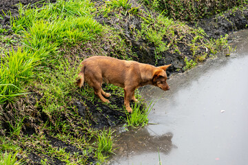 Stray dog ​​known as "caramelo" next to the lake