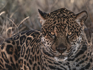 Paguar (Panthera onca) portrait facing