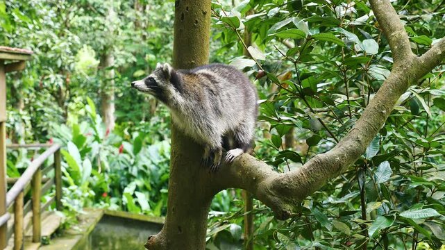 Young raccoon sits on a branch in a tropical forest in Guadeloupe