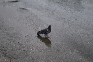 A pigeon walking on wet mud near a body of water