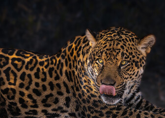 Paguar (Panthera onca) portrait licking oneself