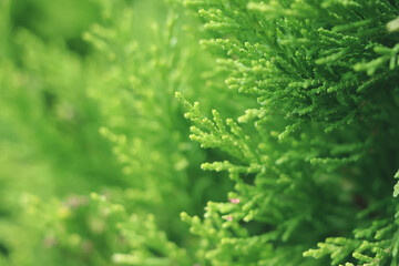Light green leaves close up. Background with green leaf. Thuja foliage.
