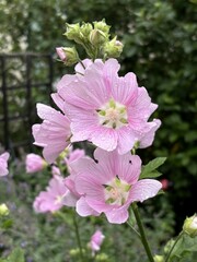 A close-up of a beautiful pink lavatera (lavatera thuringiaca) growing in garden. There are some small raindrops on the petals of this perennial flower.