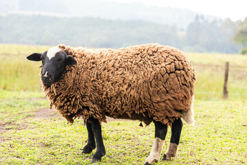 Isolated sheep grazing grass in selective focus and blurred background
