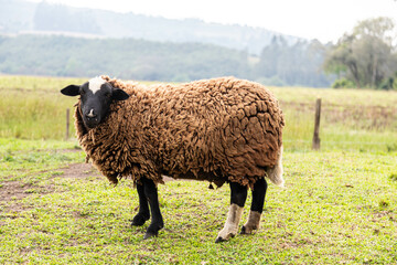 Obraz premium Isolated sheep grazing grass in selective focus and blurred background