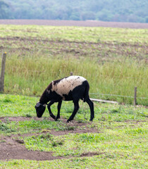 Obraz premium Isolated sheep grazing grass in selective focus and blurred background