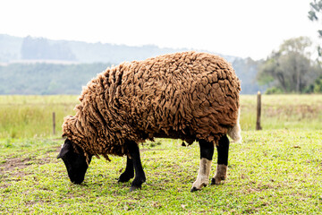 Isolated sheep grazing grass in selective focus and blurred background