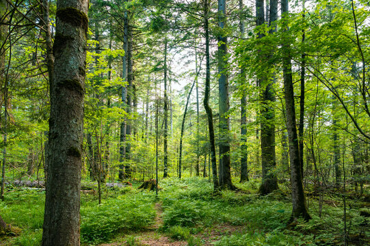 The lush and pristine forest scenery