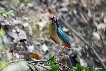 Fairy pitta (Pitta nympha) in Japan