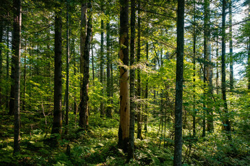 Obraz premium The lush and pristine forest scenery