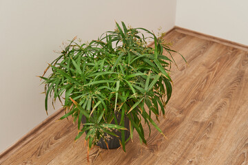 A large, healthy green plant with long, slender leaves sitting in a pot on a wooden floor