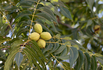 Growing nuts of pecan tree (Carya illinoinensis) near harvesting