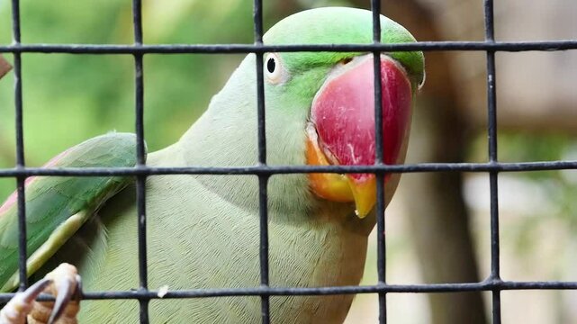 Beautiful tropical macaw parrot bird in a cage slow motion