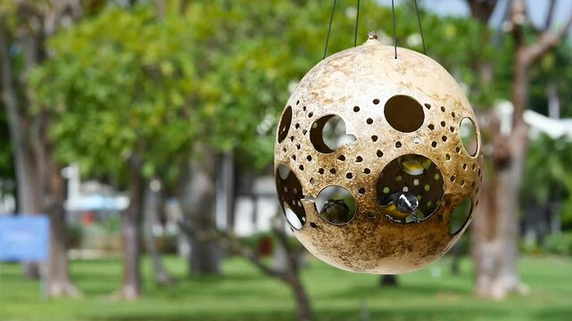 Tropical colorful birds are playing by flying into the hanging nest