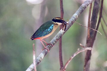 The fairy pitta (Pitta nympha) is a small and brightly colored species of passerine bird in the family Pittidae.