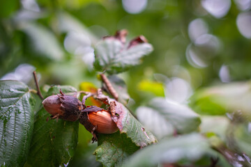 Hazelnut before harvest