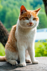 Close up of a cute orange white cat outdoors.