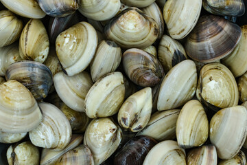 Fresh clams for seafood background