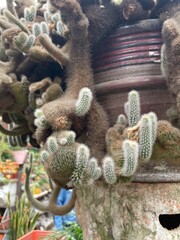 echinocereus cactus green plant in big marble pot