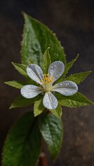 Photo of Gynura crepidioides, also known as ebolo flower.