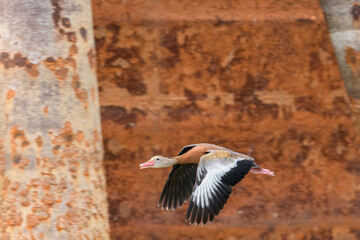 Black-bellied whistling duck flies in Front of a Rusted Barge on the Mississippi River in New...