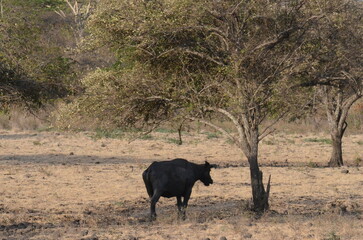 Banteng or Bos javanicus taking shelter under dry tree. It is endangered species found in Southeast Asia.