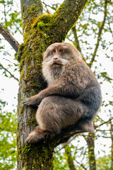 A monkey crawling on a tree in the forest