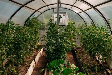 Growing green plants in a greenhouse tied with a rope in a vegetable garden in summer