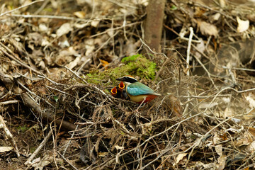 Fairy pitta (Pitta nympha) in Japan