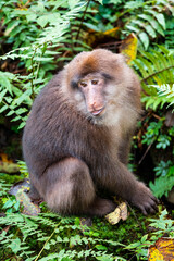 Close up of a macaque in the bushes